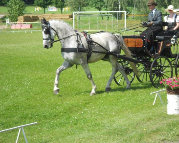 dressage horse Sunnyboy 116 (Brandenburg, 2002, from Sommerhit)