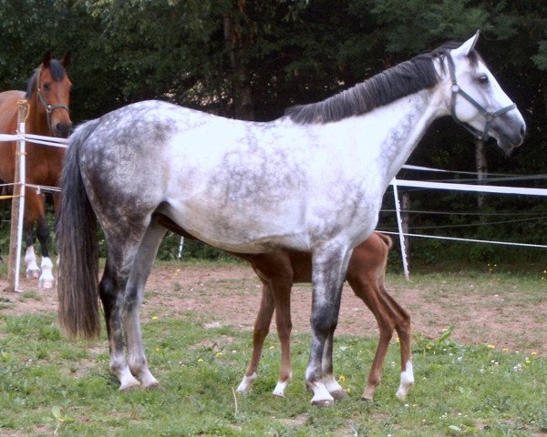 broodmare Camira Z (Zangersheide riding horse, 2001, from Caretano Z)