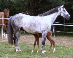 broodmare Camira 35 (Zangersheide riding horse, 2001, from Caretano Z)