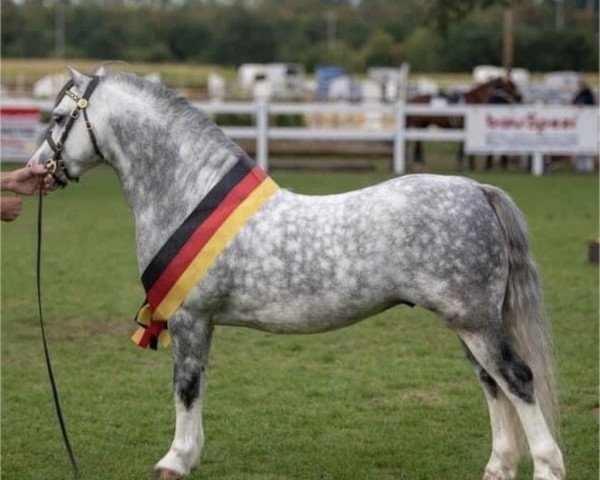 stallion Silver Lion (Welsh mountain pony (SEK.A), 2013, from Boniface Llewelyn)