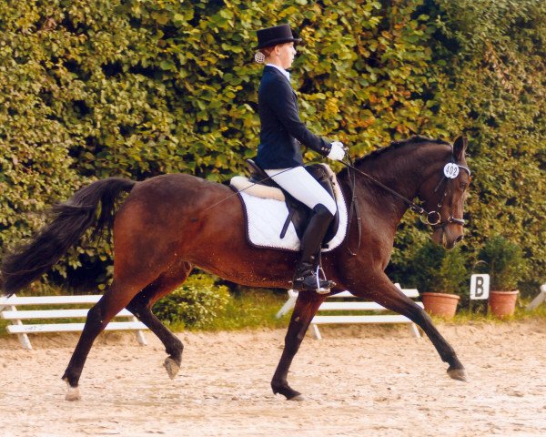 Dressurpferd Penny Lane (Deutsches Reitpony, 1997, von Power Man)