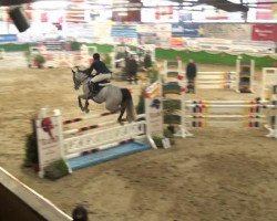 jumper Hannah Beau (Belgian Warmblood, 2007, from Diabeau)