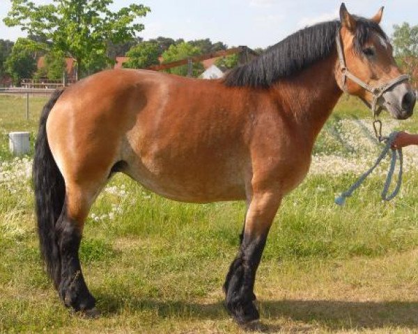 broodmare Libelle (Saxon-Thuringian Draughthorse, 2001, from Famulus)