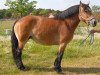 broodmare Libelle (Saxon-Thuringian Draughthorse, 2001, from Famulus)