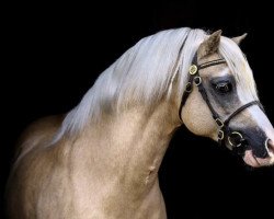 Deckhengst Synod Gold Flake (Welsh Mountain Pony (Sek.A), 2008, von Synod Pomery)