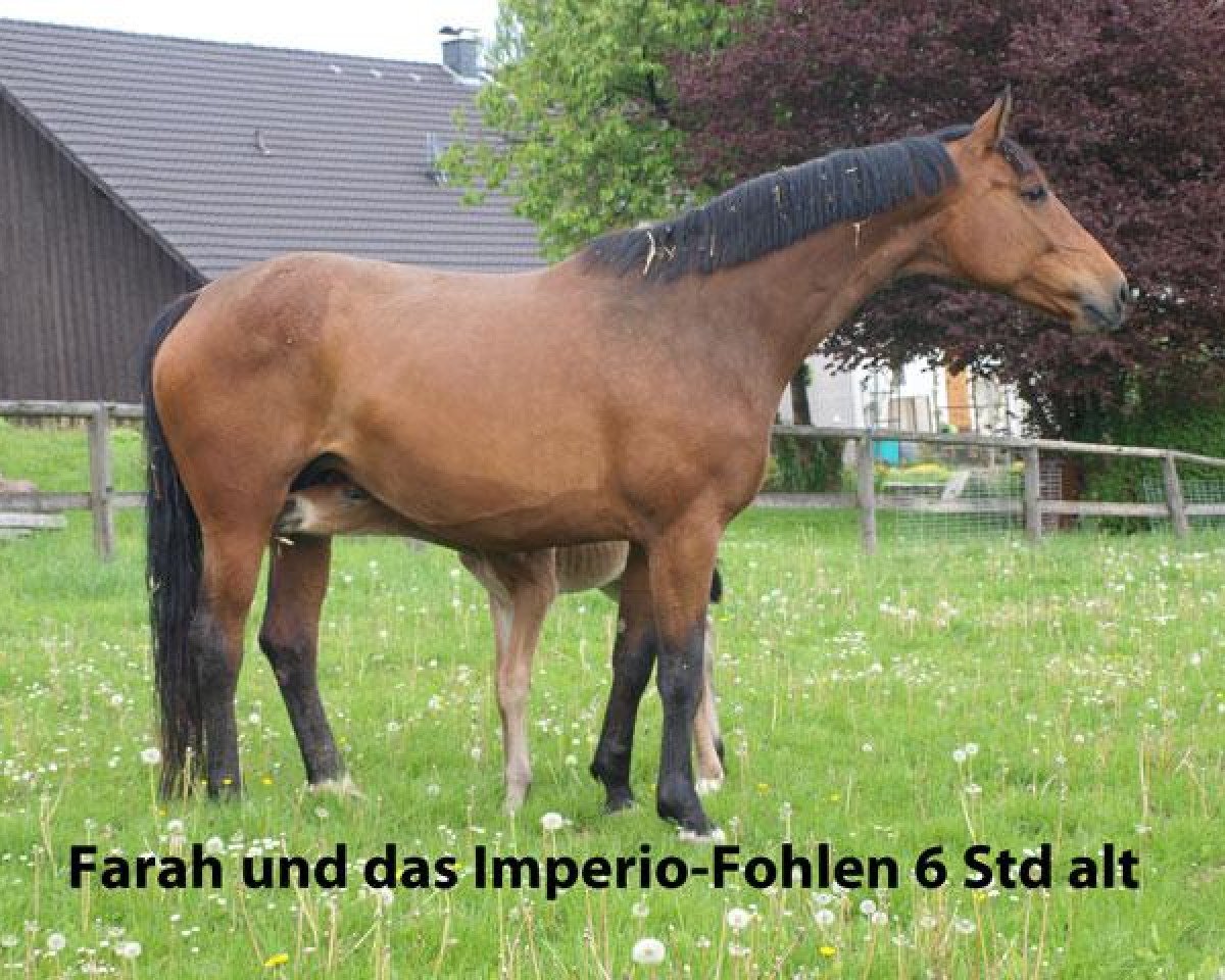 Zuchtstute Farah (Rheinländer, 2003, von Florestan I)