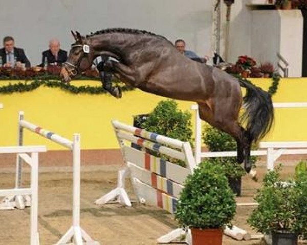 stallion Sandro's Adel (Oldenburg show jumper, 2010, from Sandro Boy)
