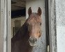 jumper Barny 63 (German Riding Pony, 2010, from Benjamyn I)