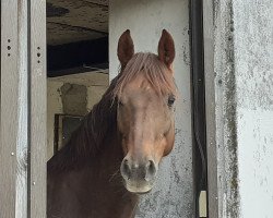 Springpferd Barny 63 (Deutsches Reitpony, 2010, von Benjamyn I)