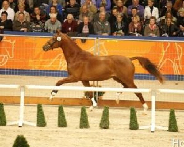 stallion Ferdinand (KWPN (Royal Dutch Sporthorse), 2010, from Vivaldi)