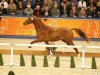 stallion Ferdinand (KWPN (Royal Dutch Sporthorse), 2010, from Vivaldi)