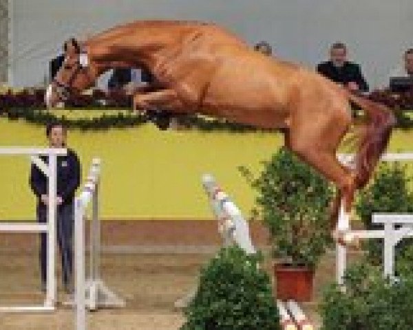 stallion Armicor (Hanoverian, 2010, from Armitage)