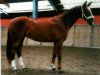 horse Alegra 87 (Westphalian, 2005, from Arpeggio)