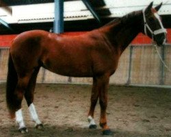 horse Alegra 87 (Westphalian, 2005, from Arpeggio)