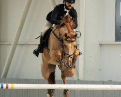 jumper Vaja (Oldenburg show jumper, 2013, from Valeron)