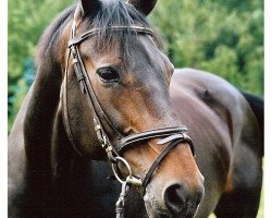 horse Ellie (Hanoverian, 1991, from Eiger I)