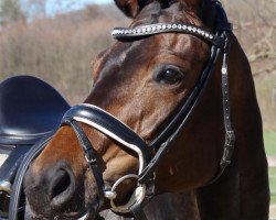 dressage horse Daydream (German Sport Horse, 2014, from Destano)