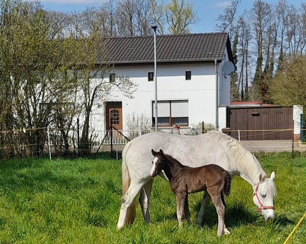 jumper Arlo F (German Sport Horse, 2022, from Askapino)