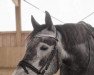 jumper Doohulla Pat (Connemara Pony, 2015, from Illaunurra Bay)