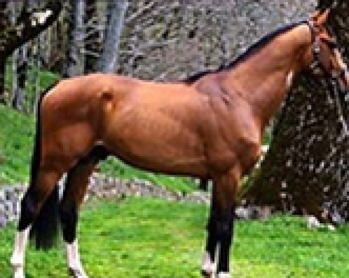 stallion Darlon van Dijkershof (Belgian Warmblood, 2003, from Toulon)