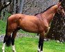 stallion Darlon van Dijkershof (Belgian Warmblood, 2003, from Toulon)