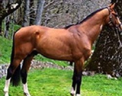 Deckhengst Darlon van Dijkershof (Belgisches Warmblut, 2003, von Toulon)