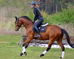 Springpferd Cognac 121 (Trakehner, 2017, von Fantome d'Abdullah)