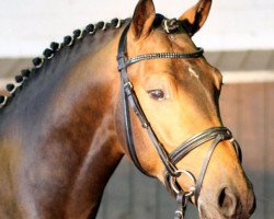 stallion Delmonte (German Riding Pony, 2010, from Donnerwetter)