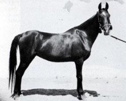 broodmare Layla 1929 RAS (Arabian thoroughbred, 1929, from Ibn Rabdan 1917 RAS)