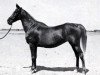 broodmare Sabah 1920 RAS (Arabian thoroughbred, 1920, from Mabrouk Manial 1912 RAS)