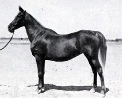 broodmare Sabah 1920 RAS (Arabian thoroughbred, 1920, from Mabrouk Manial 1912 RAS)