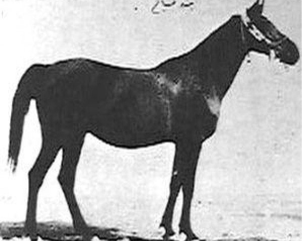broodmare Bint Sabah 1925 RAS (Arabian thoroughbred, 1925, from Kazmeen 1916 EAO)