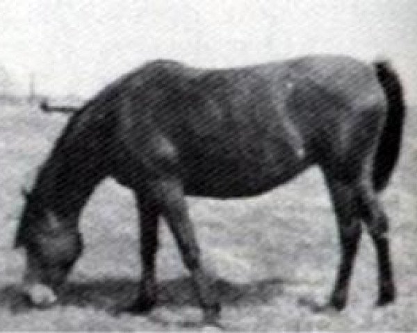 broodmare Fa Habba 1947 EAO (Arabian thoroughbred, 1947, from Fadl 1930 RAS)