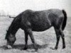 broodmare Fa Habba 1947 EAO (Arabian thoroughbred, 1947, from Fadl 1930 RAS)