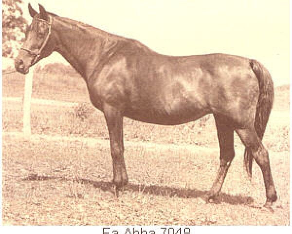 Zuchtstute Fa-Abba 1951 ox (Vollblutaraber, 1951, von Fadl 1930 RAS)