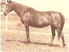 broodmare Fa-Abba 1951 ox (Arabian thoroughbred, 1951, from Fadl 1930 RAS)