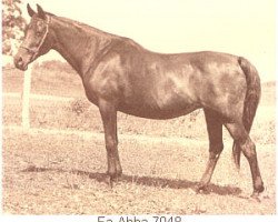 broodmare Fa-Abba 1951 ox (Arabian thoroughbred, 1951, from Fadl 1930 RAS)