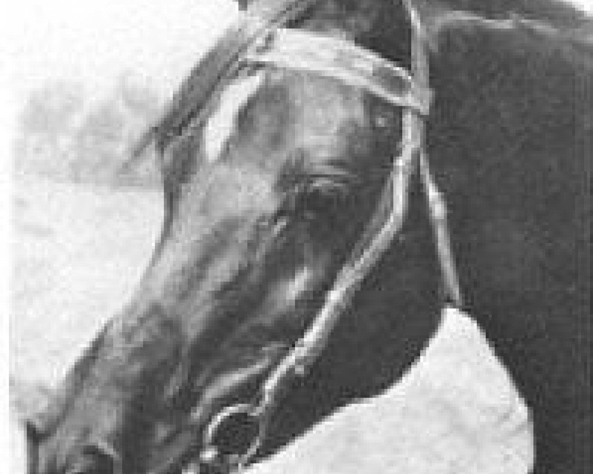stallion Khebir 1942 ox (Arabian purebred, 1942, from Fadl 1930 RAS)