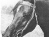 stallion Khebir 1942 ox (Arabian thoroughbred, 1942, from Fadl 1930 RAS)