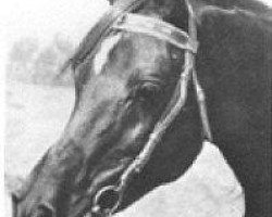 stallion Khebir 1942 ox (Arabian thoroughbred, 1942, from Fadl 1930 RAS)