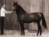 stallion Fadheilan 1942 ox (Arabian thoroughbred, 1942, from Fadl 1930 RAS)