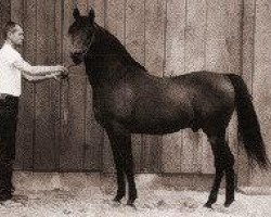 stallion Fadheilan 1942 ox (Arabian thoroughbred, 1942, from Fadl 1930 RAS)