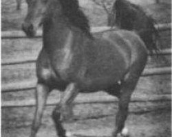 broodmare Kasztelanka 1929 ox (Arabian thoroughbred, 1929, from Koheilan VIII 1922 ox)