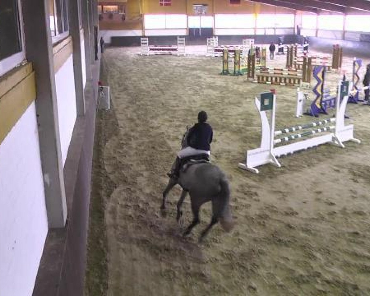 jumper Heros-Greenfield (Belgian Warmblood, 2007, from Winningmood van de Arenberg)