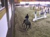 Springpferd Heros-Greenfield (Belgisches Warmblut, 2007, von Winningmood van de Arenberg)