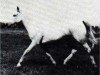 broodmare Habba 1945 ox (Arabian thoroughbred, 1945, from Fadl 1930 RAS)