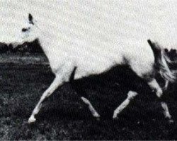 broodmare Habba 1945 ox (Arabian thoroughbred, 1945, from Fadl 1930 RAS)