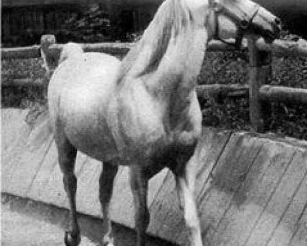 stallion Fay El Dine 1934 ox (Arabian thoroughbred, 1934, from Fadl 1930 RAS)