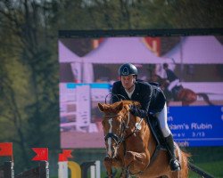 jumper Caluna E (Oldenburg show jumper, 2016, from Cador 5)