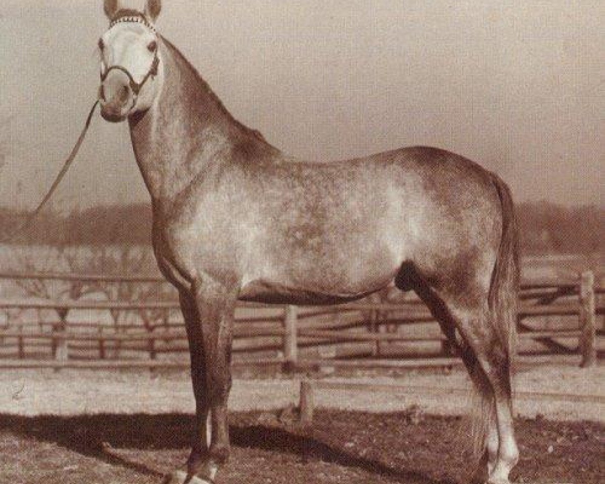Deckhengst Fadl 1930 RAS (Vollblutaraber, 1930, von Ibn Rabdan 1917 RAS)